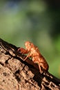 Cicada on tree close up. Royalty Free Stock Photo