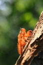Cicada on tree close up. Royalty Free Stock Photo