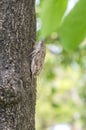 Cicada on tree close up