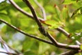 Cicada On Tree Royalty Free Stock Photo