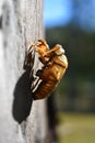 Cicada on Tree Royalty Free Stock Photo