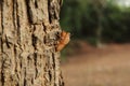 Cicada Royalty Free Stock Photo