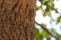 Cicada on Tree Trunk with Green Bokeh Background Royalty Free Stock Photo