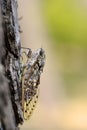 Cicada on trunk tree Royalty Free Stock Photo