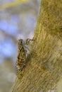 Cicada on trunk tree Royalty Free Stock Photo