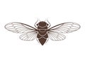 Cicada Royalty Free Stock Photo