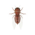 Cicada vector illustration. Royalty Free Stock Photo