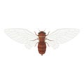 Cicada vector illustration. Royalty Free Stock Photo