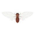Cicada vector illustration. Royalty Free Stock Photo