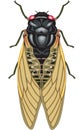 Cicada Vector Illustration Royalty Free Stock Photo
