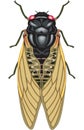 Cicada Vector Illustration