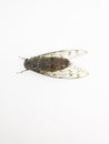 Cicada