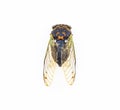 Cicada Wing Skeletal Structure Royalty Free Stock Photo