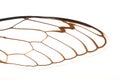 Cicada Wings Macro Royalty Free Stock Photo