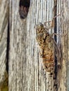 Cicada on the wooden beam of the fence Royalty Free Stock Photo