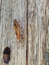 Cicada on the wooden beam of the fence Royalty Free Stock Photo