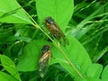 Cicadas A Royalty Free Stock Photo