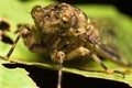 Cicadas Royalty Free Stock Photo