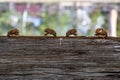 Cicadas abandoned exoskeletons on wood.