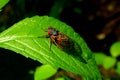 Cicadas B Royalty Free Stock Photo