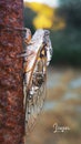 Cicadas bugs, periodic cicada