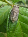 Cicadas from Costa Rica