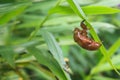 Cicadas creeping behind green leaves