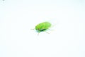 Green Cicadas on a Crisp White Background