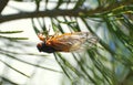 A cicadas hanging on the leaves of a tree