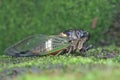 A cicadas Hemiptera: Cicadidae is resting.