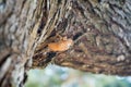 Cicadas molting on the tree.