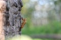 Cicadas molting on the tree. Cicada stains, Beautiful nature scene Insect molting cicadas in nature. concept Cicadas metamorphosis