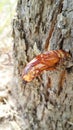 Cicadas moulting Royalty Free Stock Photo