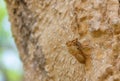 Cicadas moulting on a tree bark.