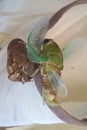 Cicadas Royalty Free Stock Photo