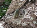 a cicadas perched on a tree