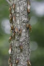 A Great Many Cicadas on a Tree Trunk - Magicicada