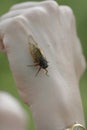 Cicada on Back of Hand - 13 year 17 year - Magicicada Royalty Free Stock Photo