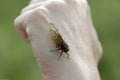 Cicada on Closed Fist - 13 year 17 year - Magicicada Royalty Free Stock Photo