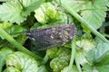 Cicada On Green Ground Cover - 13 year 17 year - Magicicada Royalty Free Stock Photo