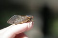 Cicada perched nicely on fingertip 2 - Magicicada