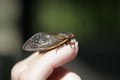 Cicada perched nicely on fingertip - Magicicada