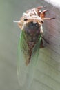 Cicada Emerging From Shell 4 - Magicicada