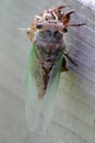 Cicada Emerging From Shell 3 - Magicicada Royalty Free Stock Photo