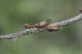 Three Cicadas On Thin Branch 3 - Magicicada Royalty Free Stock Photo