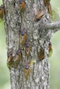 A Dozen Cicadas on a Tree Trunk 2 - Magicicada Royalty Free Stock Photo