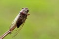 Cicadas in the trees Royalty Free Stock Photo