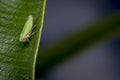 Cicadella viridis bug on a leaf Royalty Free Stock Photo