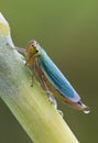 Cicadella viridis Royalty Free Stock Photo