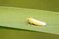 Cicadella viridis on plant Royalty Free Stock Photo